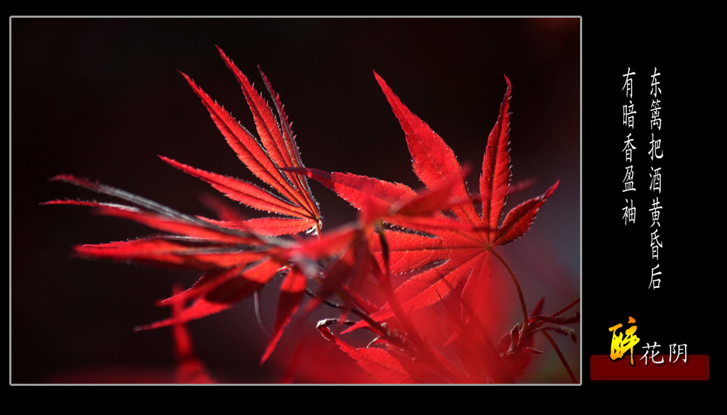 醉花阴 摄影 绿珠儿