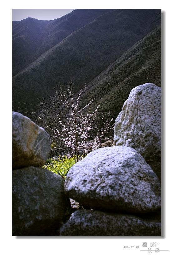 『 雪山脚下的春意 』 摄影 独睹