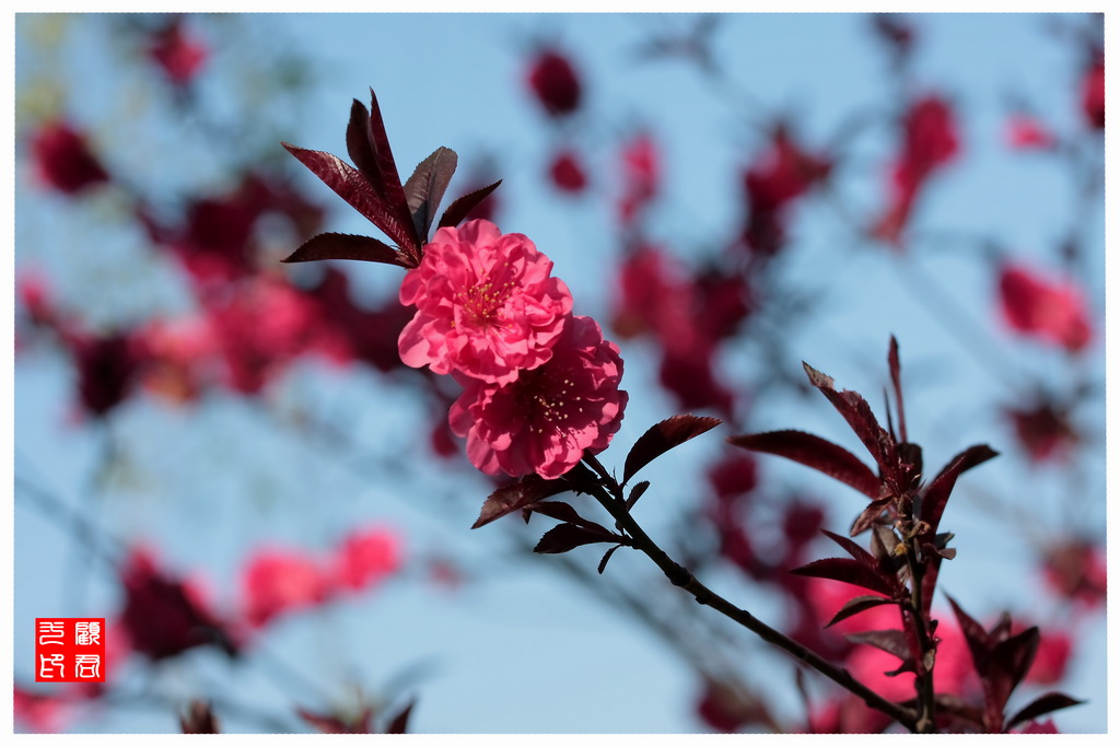 桃花2 摄影 gujunyi803