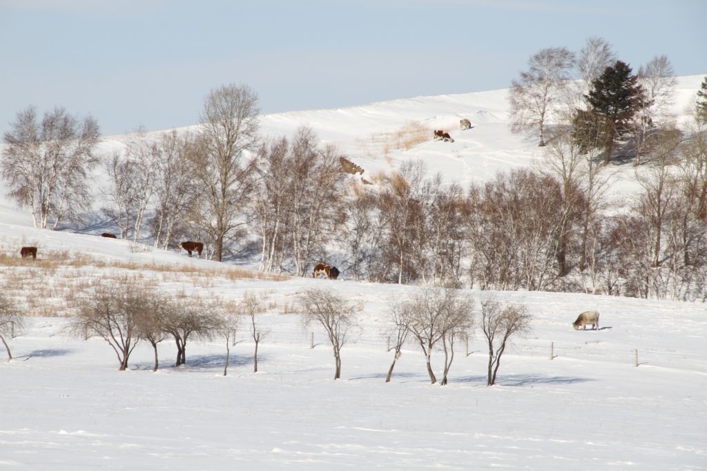 雪原牧场 摄影 雕光剑影