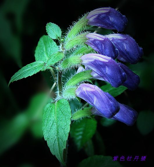 阴盛阳衰花。 摄影 紫色牡丹