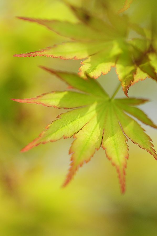 叶 摄影 雨中飞