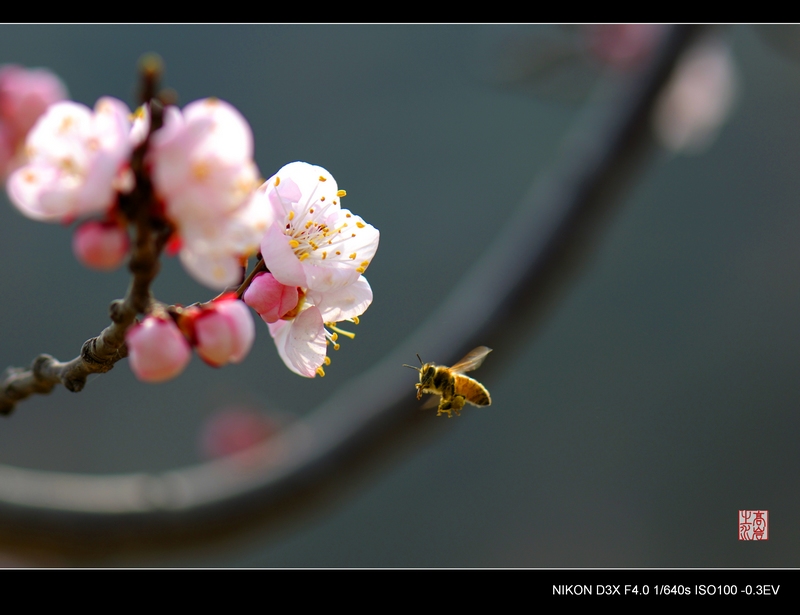 杏花与蜜蜂 摄影 高岩之水