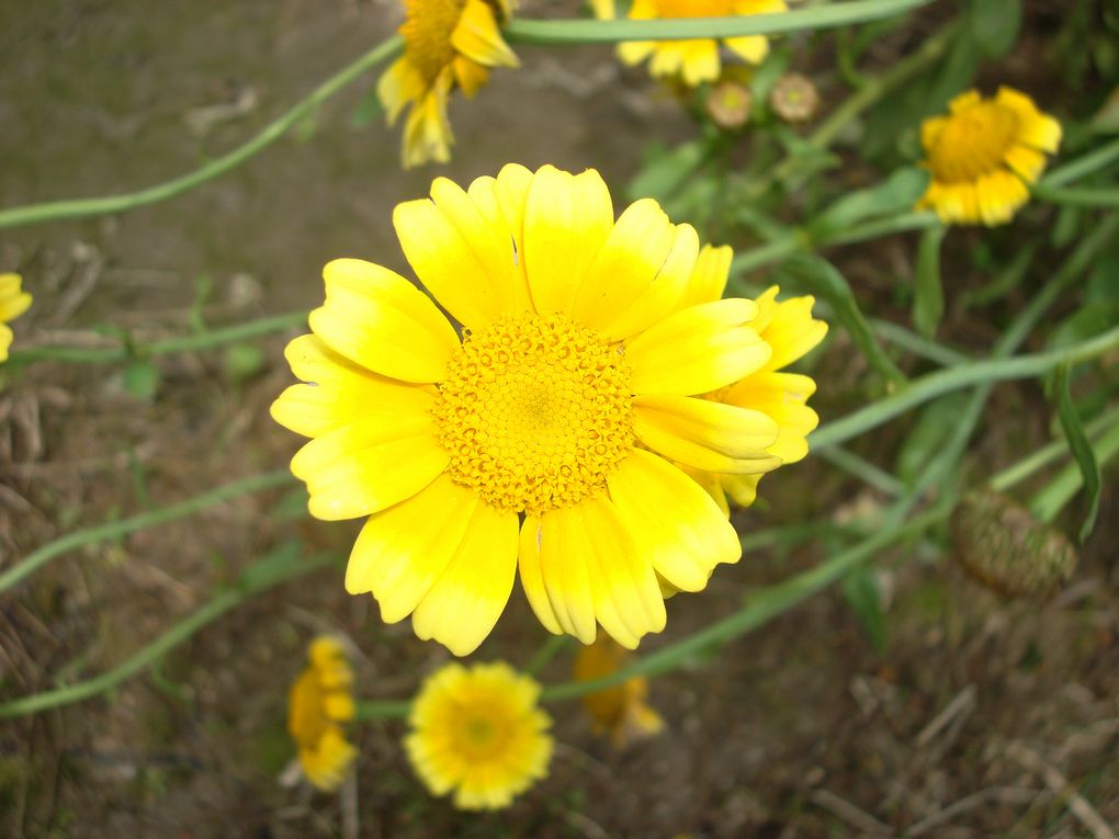 小花 摄影 华夏天骄