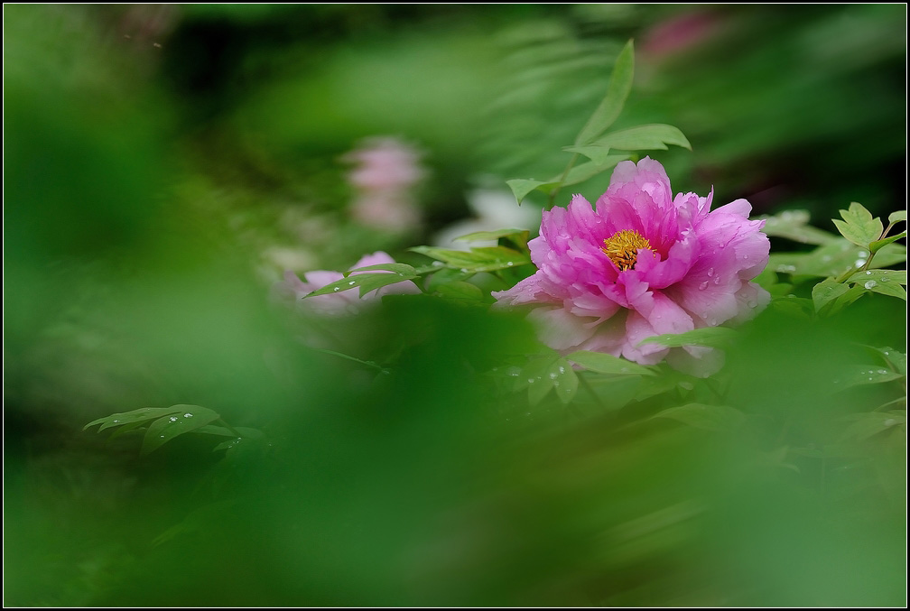 雨后的牡丹更加娇艳 摄影 春天080