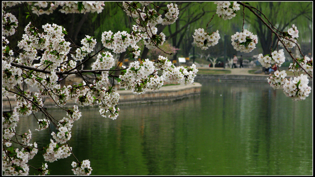 湖畔樱花 摄影 岩影