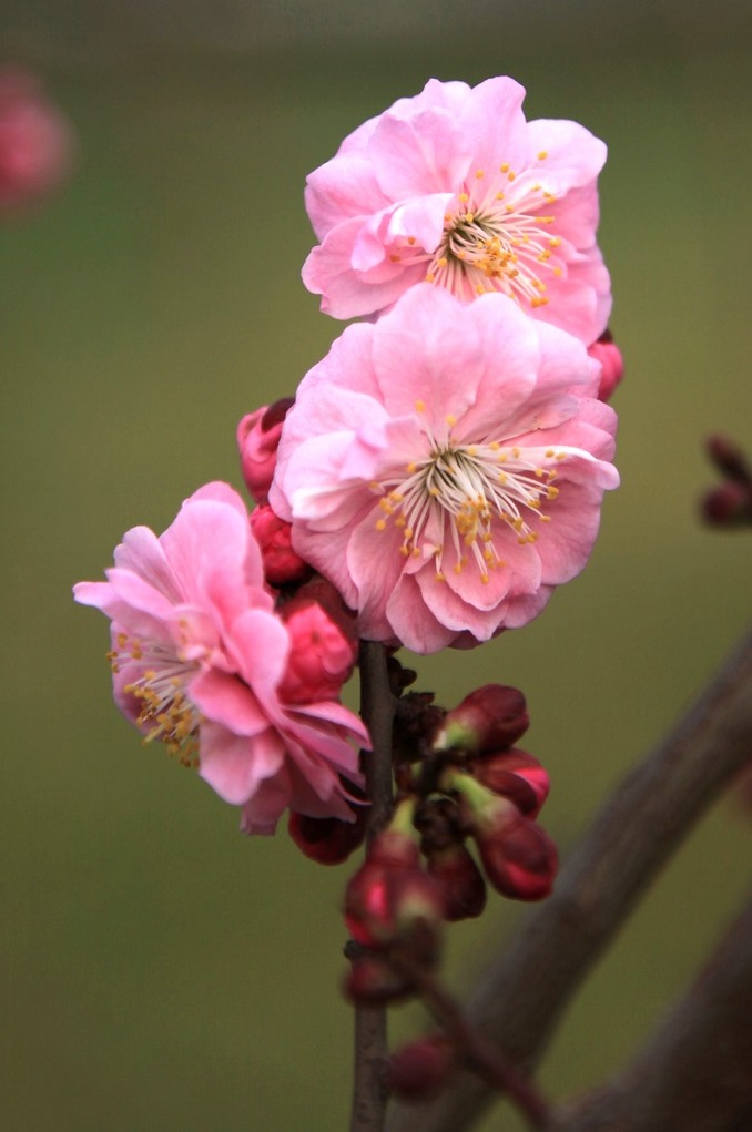 桃花之一 摄影 绿叶情