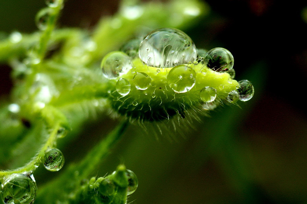 水珠 摄影 无根水