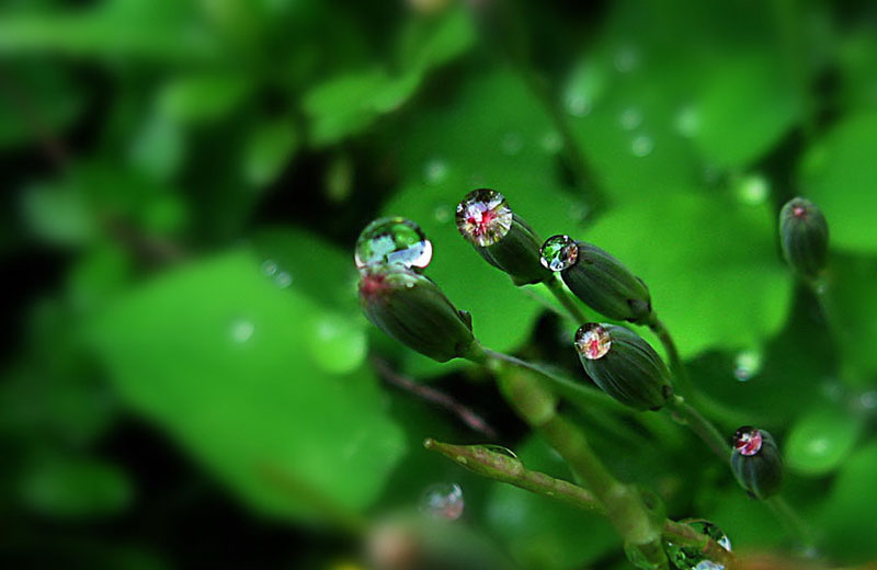 花也流泪 摄影 山地车手