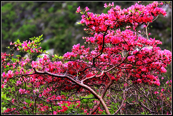 山花烂漫 摄影 兴高采猎