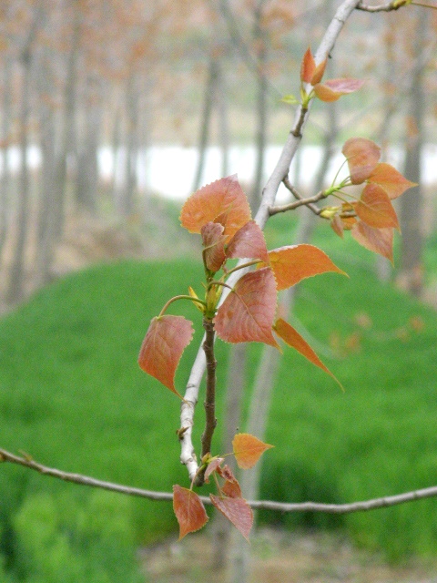 xinsheng 摄影 傻大庆