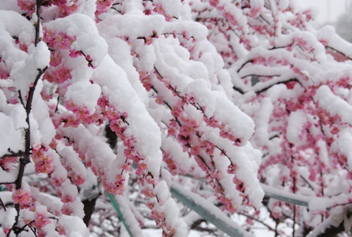 春雪3（青海西宁） 摄影 高原的云