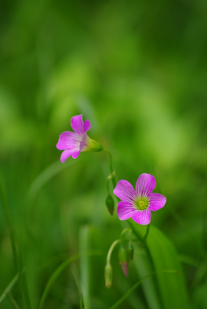 花 摄影 成辉