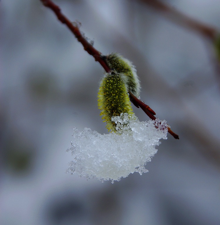 chu春雪 摄影 岳桦