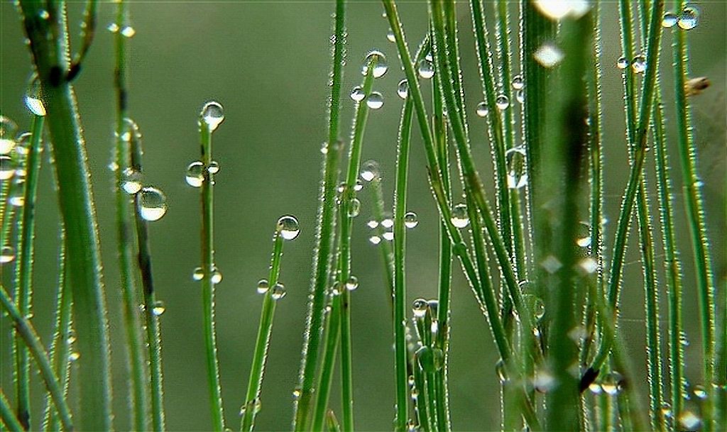 露珠与小草 摄影 付炳权