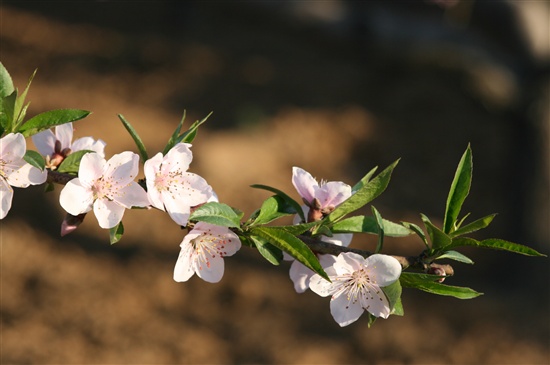 桃花 摄影 shanmin