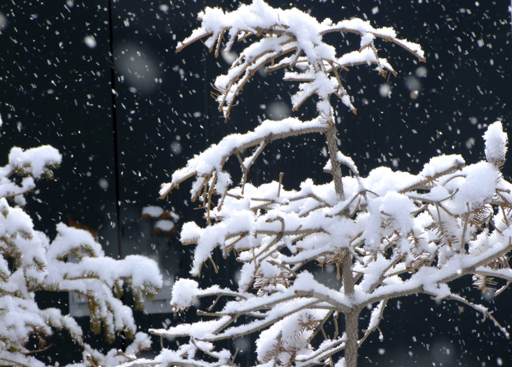 雪祭（祭玉树地震遇难同胞） 摄影 祁连魂