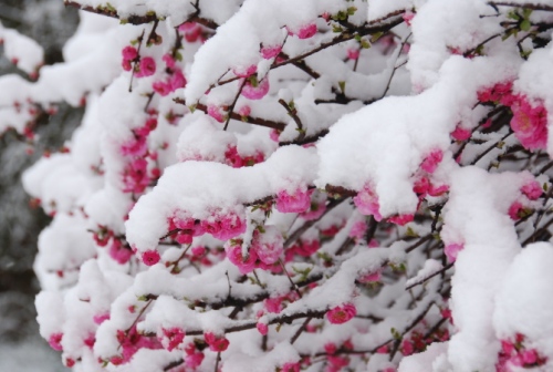 雪中花2（青海西宁） 摄影 高原的云