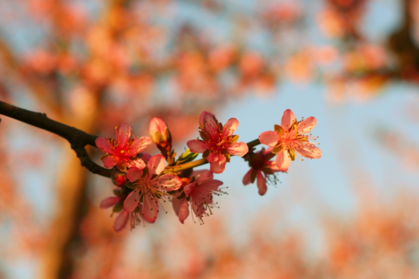 桃花 摄影 shanmin