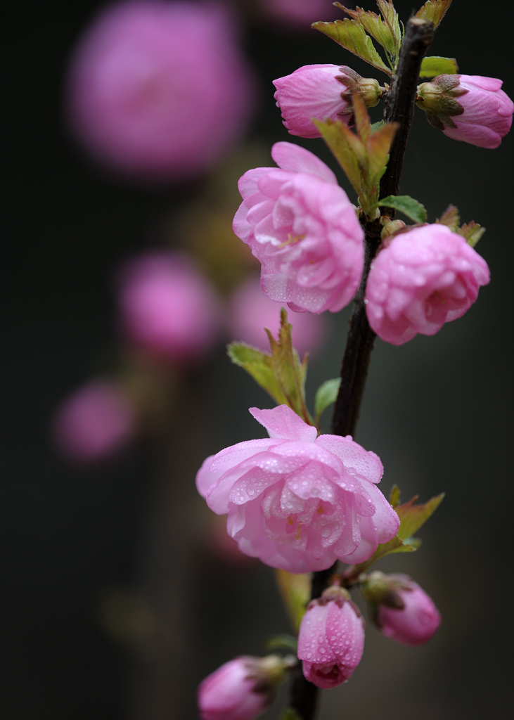 桃花-5 摄影 外科医生