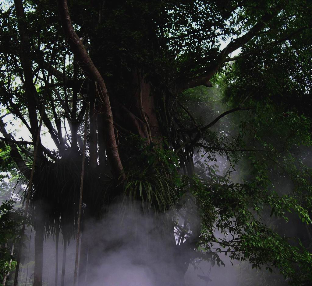 林中轻雾 摄影 中油天雨