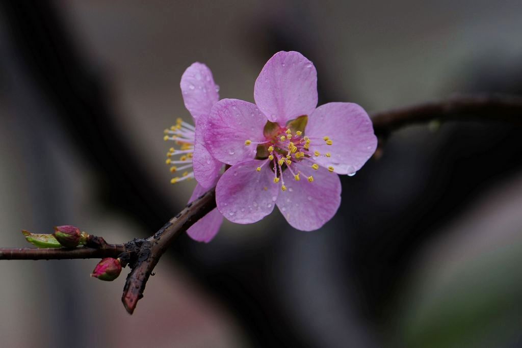 春雨桃花开 摄影 鲁国闲人