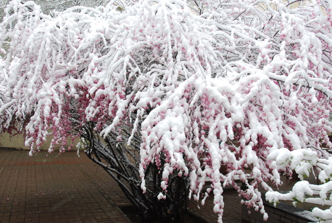 雪中花3（青海西宁） 摄影 高原的云