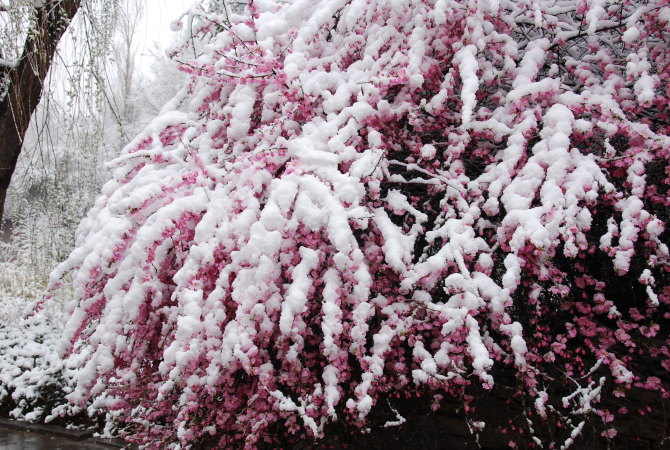 雪中花（青海西宁） 摄影 高原的云