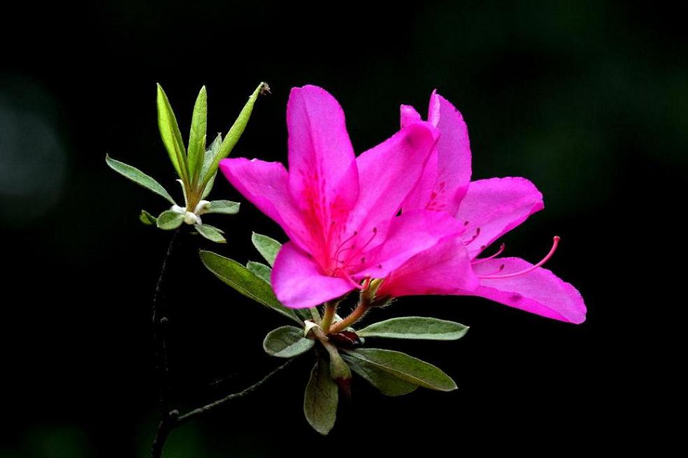 杜鹃花 摄影 小三山