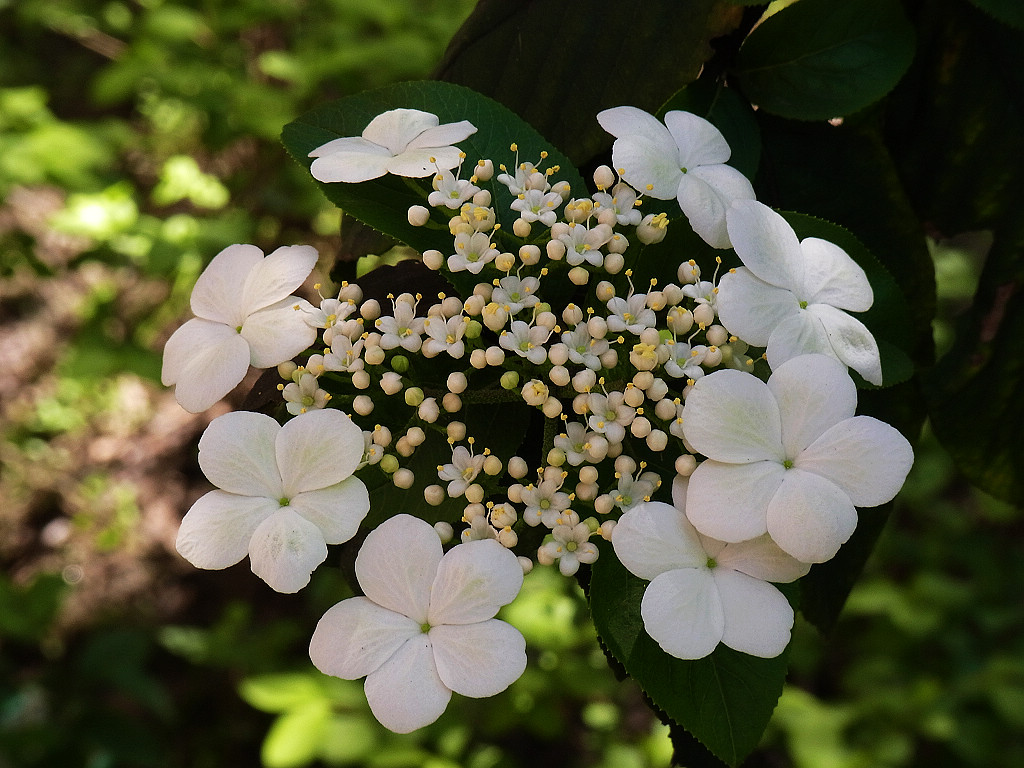 校园琼花3 摄影 纳米眼