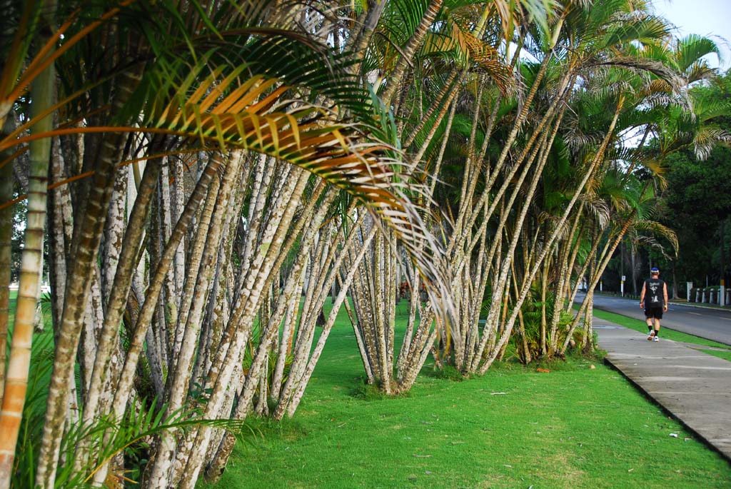 多明尼加  PLAYA  一角 摄影 帶印