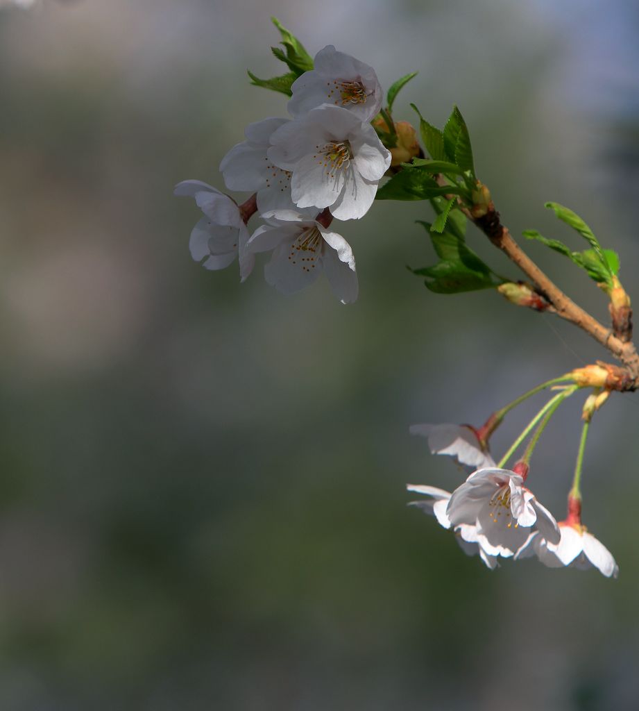 樱花 摄影 liluqiao