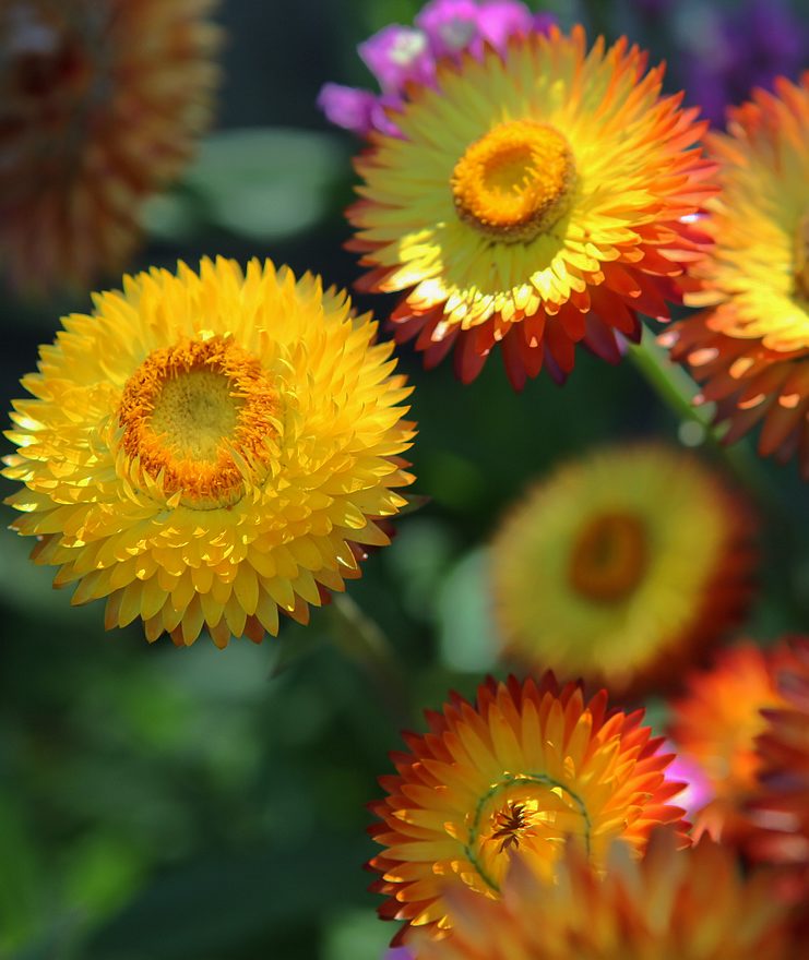 菊花 摄影 一思