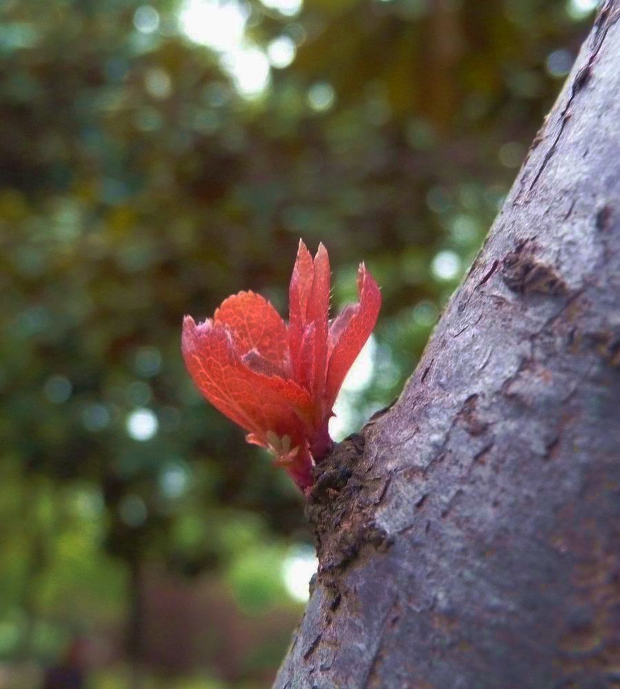 老树新芽 摄影 无心柳有心花