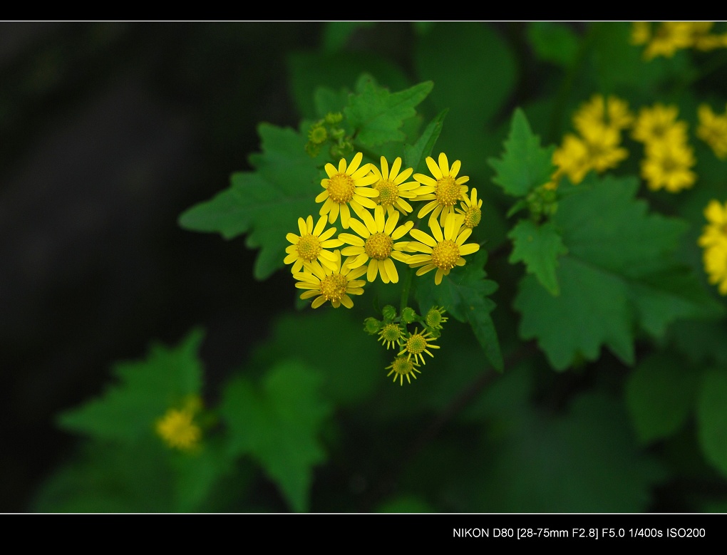 野菊花 摄影 changdianxp