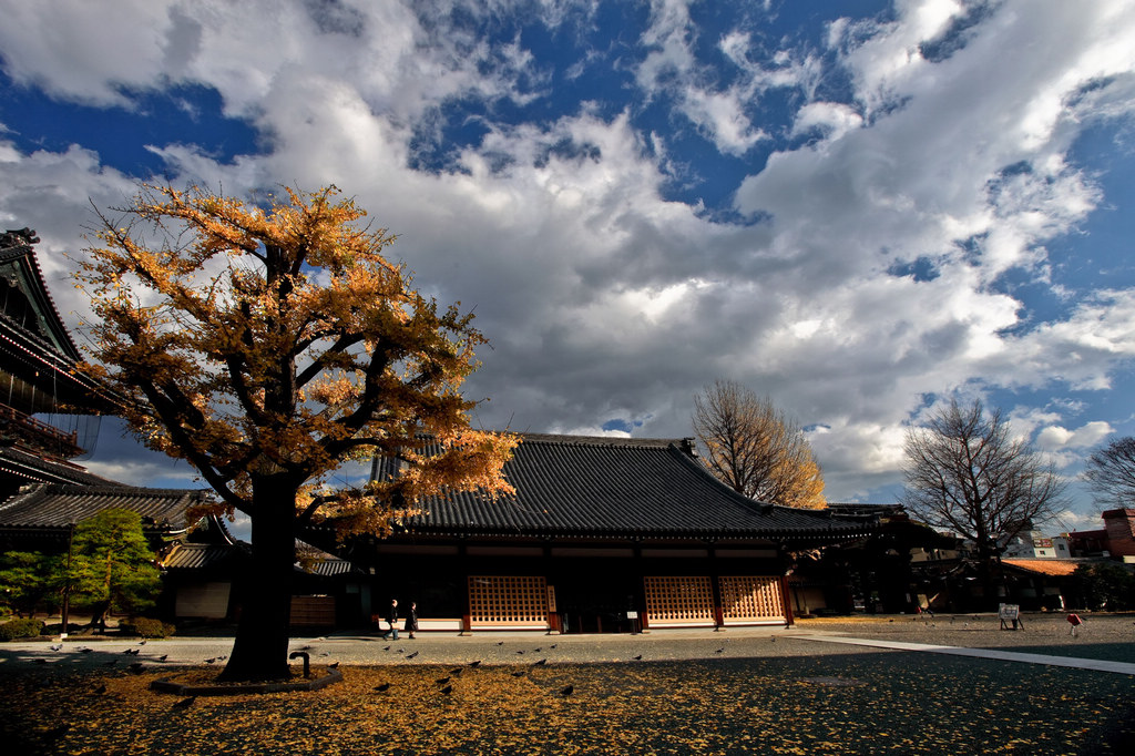 京都市东本愿寺庭院 摄影 qxs