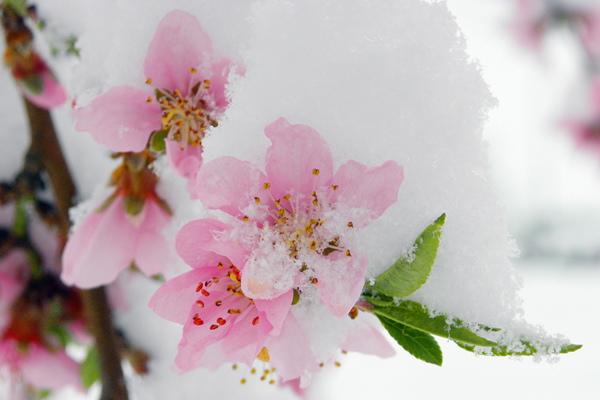 人间三月桃花雪 摄影 商山洛水