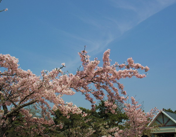 青岛之樱——犹有花枝俏 摄影 紫叶