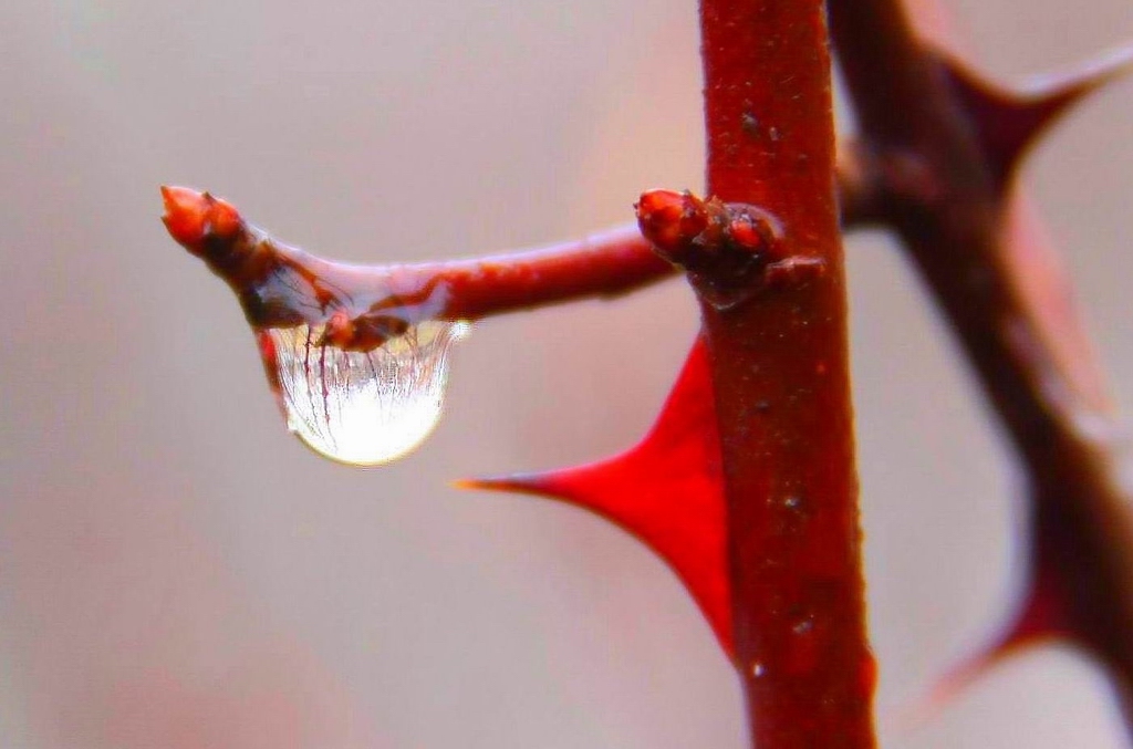 红柳刺......小雨滴 摄影 付炳权