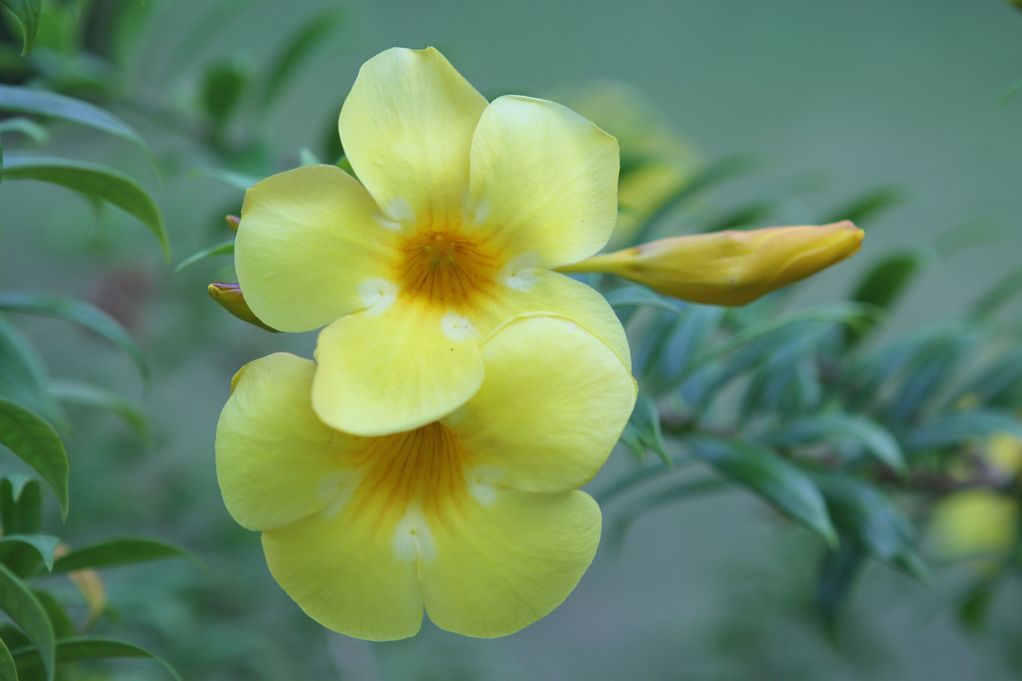 泰国普吉岛（鲜花） 摄影 新护花使者