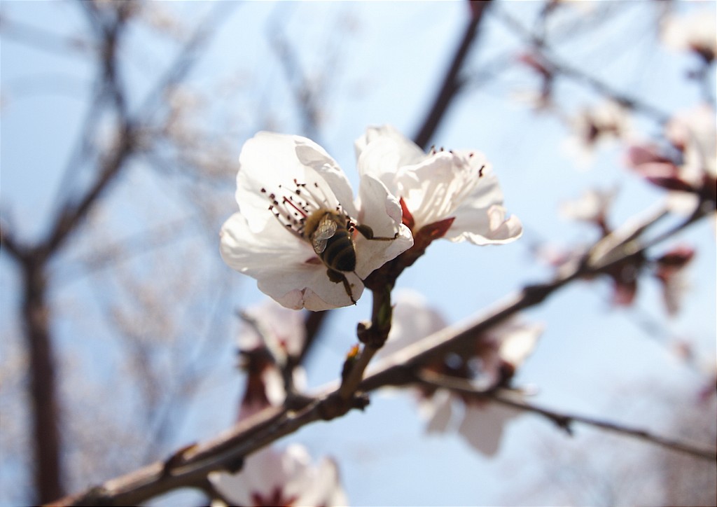 桃花 摄影 无由red