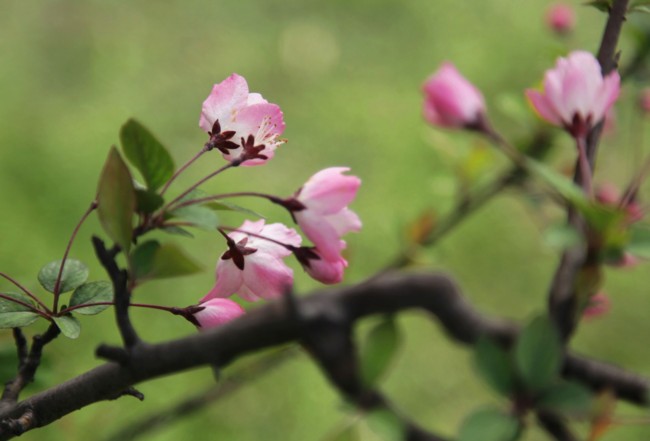 小花 摄影 千里清秋