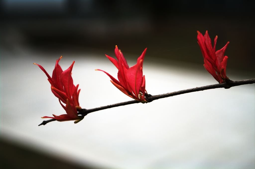 叶乎？花乎？ 摄影 雨夜孤雁