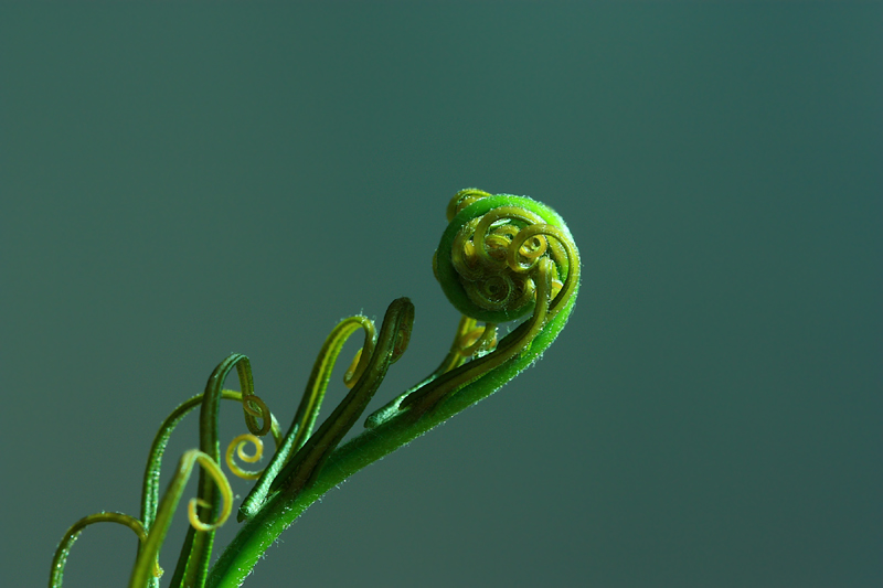 蕨类植物新芽 摄影 若蝉