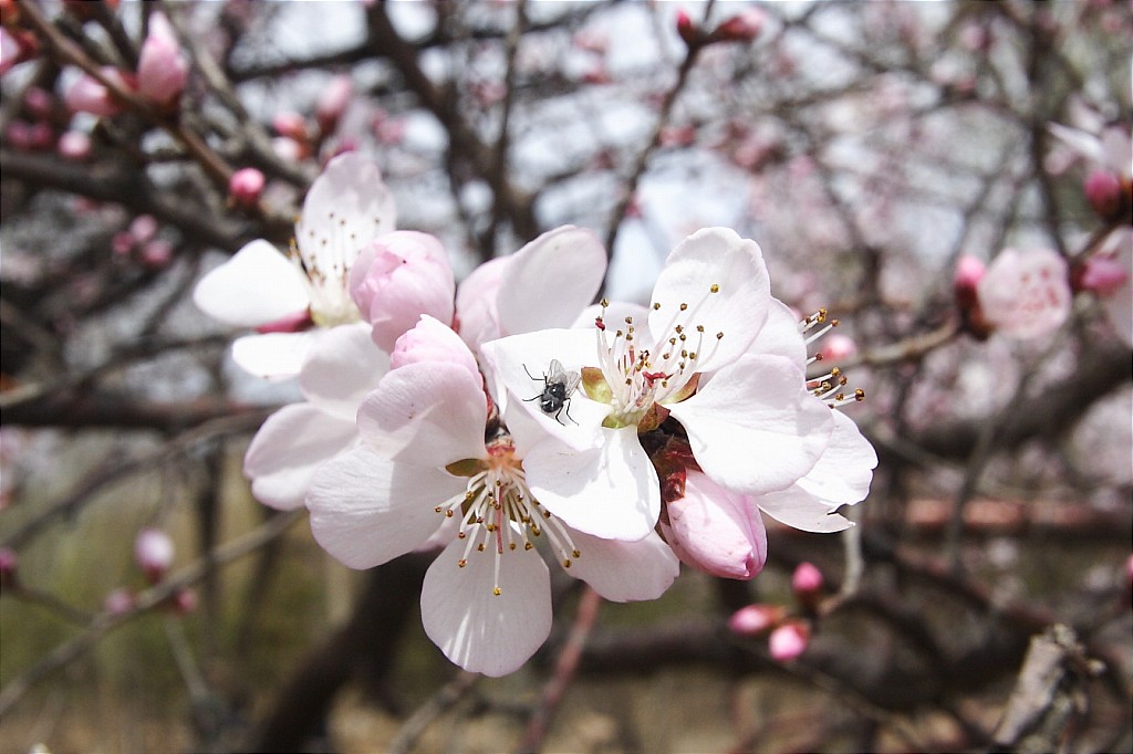 桃花 摄影 无由red