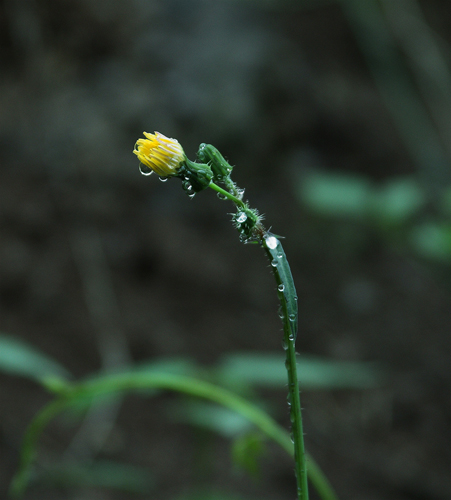 雨后野花 摄影 佛在心中