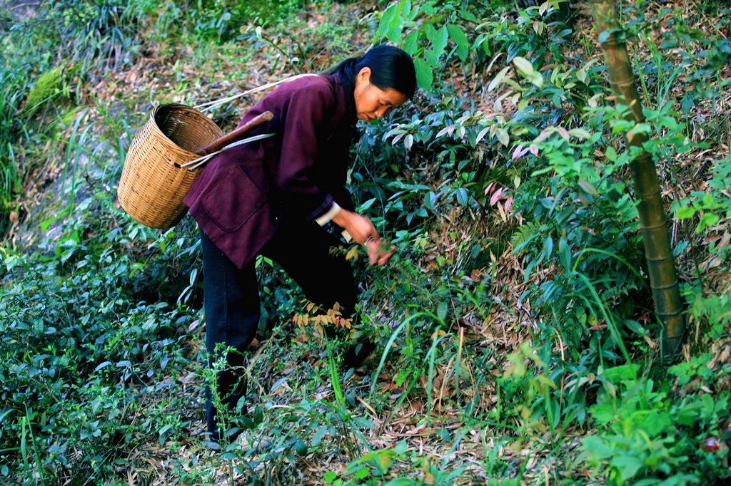 采茶老妇 摄影 东阁