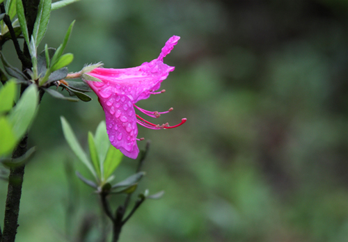 雨后野花 摄影 佛在心中