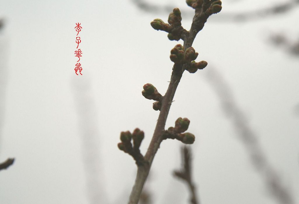 李子花蕊 摄影 lioulanghan