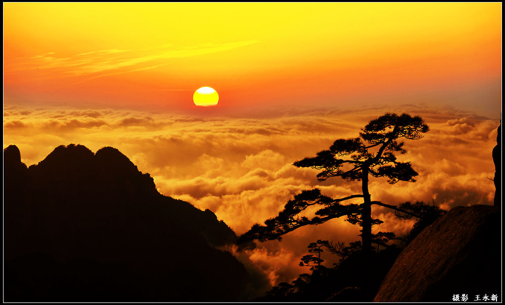 黄山（松伴朝霞-云伴山） 摄影 黄山王永新